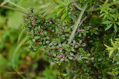 Cotoneaster brandisii